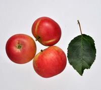 Discovery æbler